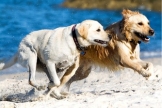 McTimoney Chiropractic Treatment for Dogs