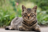 McTimoney Chiropractic Treatment for Cats