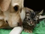McTimoney Chiropractic Treatment for Animals - image of dog & cat