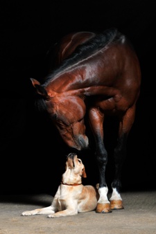 Chiropractic Treatment for Horses - horse & dog