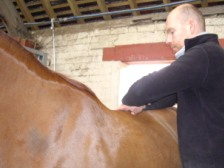 Chiropractic Treatment for Horses