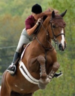 Chiropractic Treatment for Horses - horse show jumping
